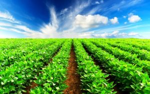 صادرات بیش از ۵.۳ میلیون تن محصولات کشاورزی