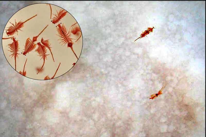 بانکهای سیست و ژن آرتمیا راه اندازی می شوند