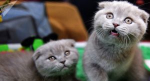 یک بچه گربه به استخدام اداره پلیس شهر ترویای میشیگان درآمد