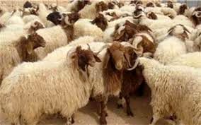 جهاد کشاورزی گوشت قرمز وارد کند/ مقصر گرانی گوشت قرمز دامداران نیستند