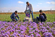 کمتر از نیمی از مطالبات زعفران‌کاران پرداخت شد