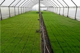 تشکیل بانک نشاء در صومعه سرا