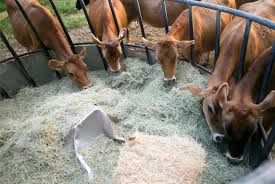 ایران به دلیل تحریم بانکی نتوانست غذای دام وارد کند