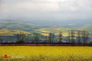 کشت کلزا راهکاری برای جلوگیری از واردات روغن