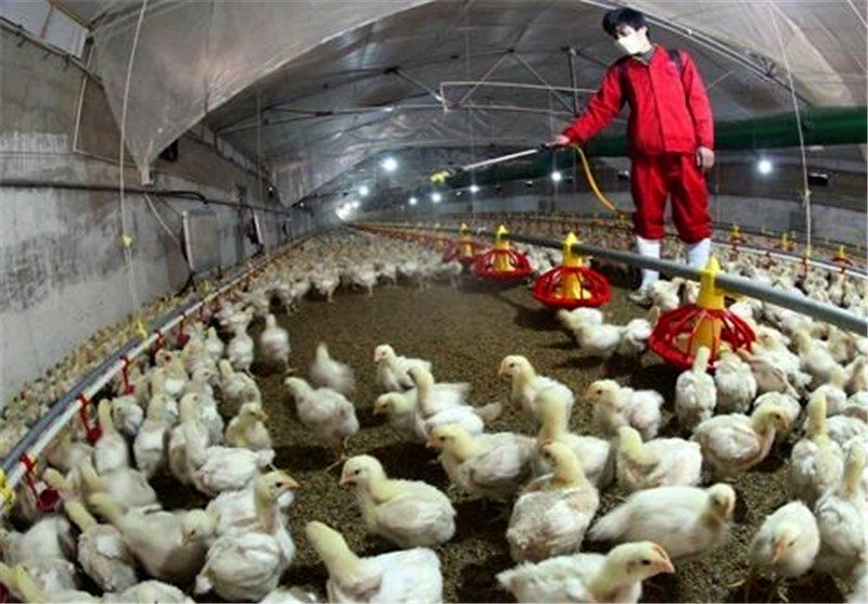 خطر آنفولانزای حاد پرندگان بر طرف شد/ تفاوت قیمت تخم مرغ به علت تنوع در بسته بندی !