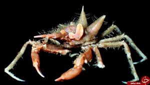 کشف ۸۰۰ گونه عجیب جانوری در دریای اندونزی+ عکس