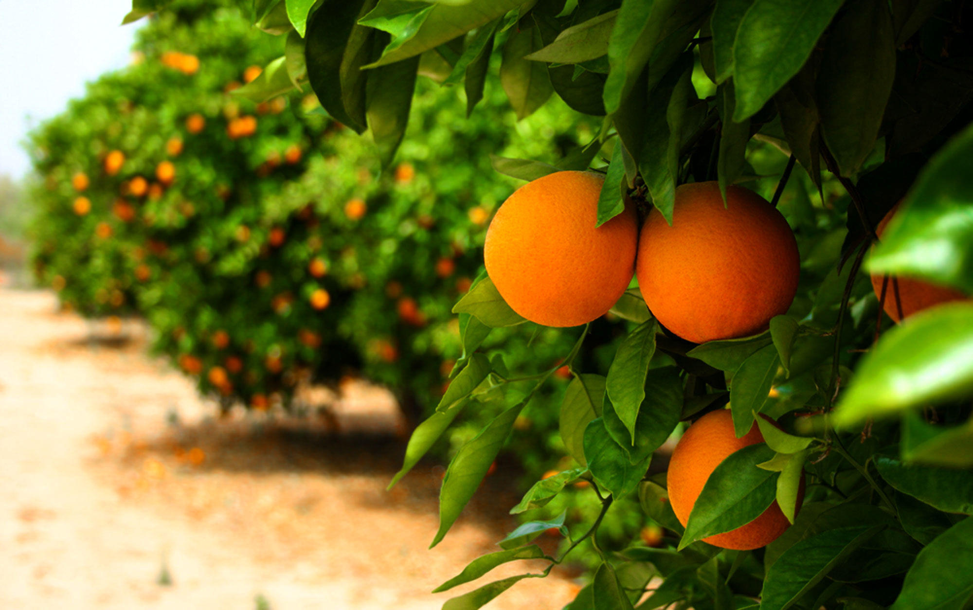 به جای پرتقال‌های نرسیده، نارنگی بخورید