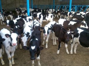 شرایط واردات گاو و گوسفند