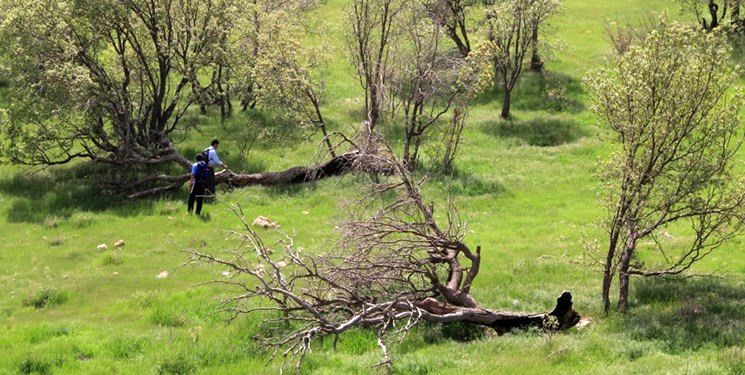 مأموران منابع طبیعی با راننده نیسان درگیر شدند