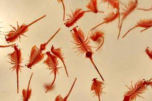 ناتوانی دریاچه ارومیه در تامین تغذیه آبزیان