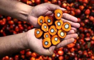 شرط معافیت از پرداخت عوارض گمرکی  واردات روغن پالم