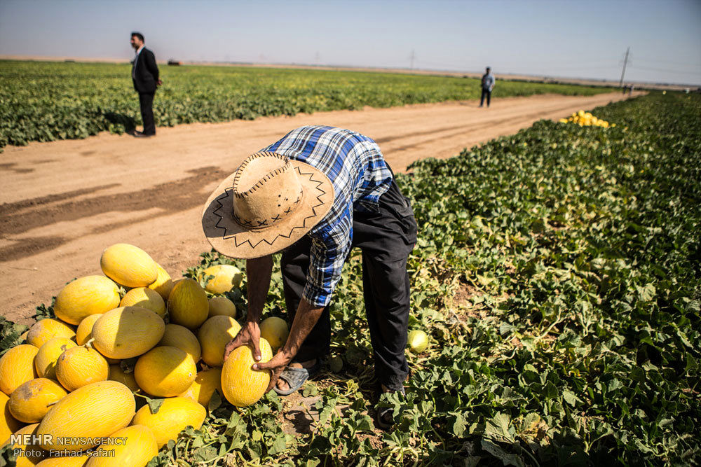 چرا اشتغال در بخش کشاورزی پایین است؟