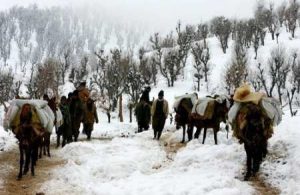 ماجرای کشتار اسب‌های کولبران چیست؟