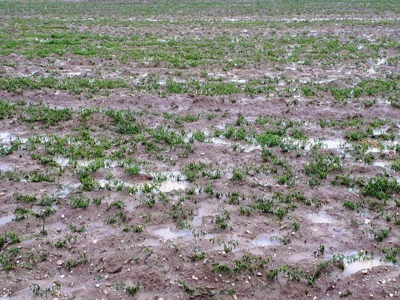 خسارتی میلیونی که بارش تگرگ به مزارع کشاورزی گیلانغرب وارد کرد