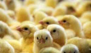 شتاب صادرات جوجه یکروزه به کشورهای همسایه