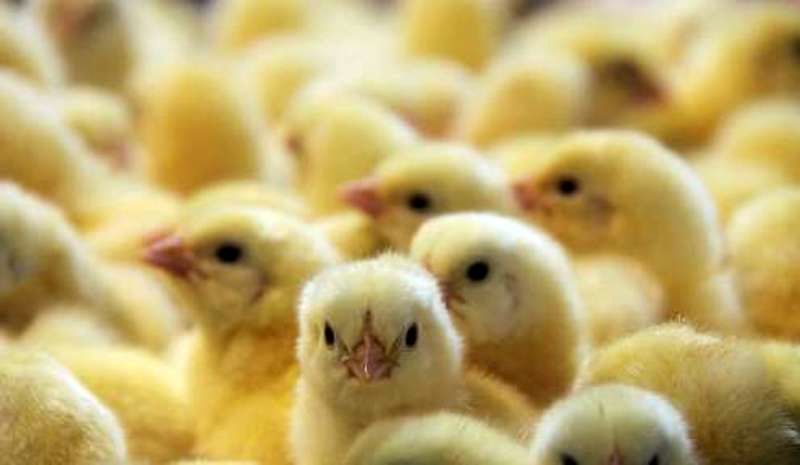 شتاب صادرات جوجه یکروزه به کشورهای همسایه