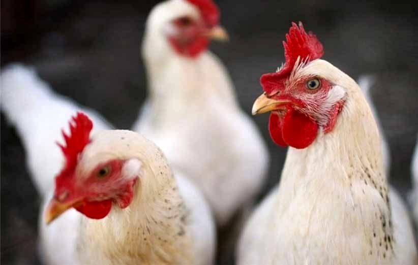آخرین قیمت نهاده های دامی و کشاورزی در بازار