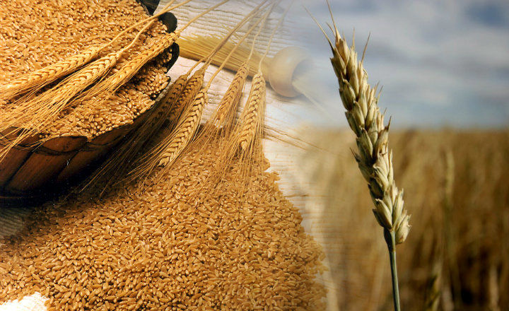 اجرای سیاست قیمت تضمینی در بورس کالا