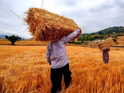 پرداخت الباقی طلب کشاورزان تا پایان مهر ماه