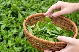 آغاز طرح واردات چای به‌ازای خرید تولید داخلی