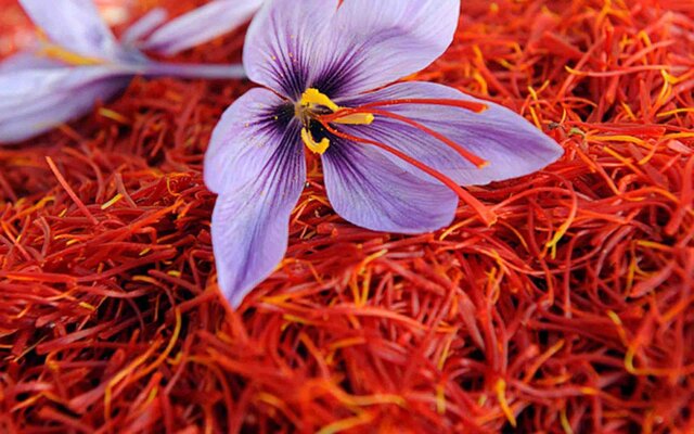 چرا قیمت زعفران در بازار حاشیه خلیج فارس ارزان تر از داخل کشور است؟/قاچاق مانع اصلی صادرات زعفران