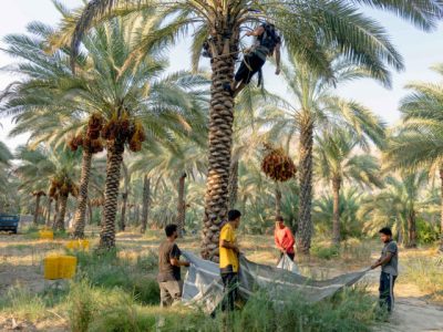 صادرات ۳۰ درصد خرمای تولیدی در کشور / قیمت خرما نسبت به سال گذشته افزایش ۱۵ درصدی داشت