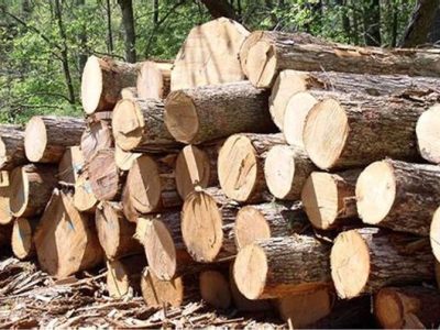 میزان واردات چوب به کشور ناچیز است/ واردات چوب به صرفه تولیدکنندکان داخلی نیست