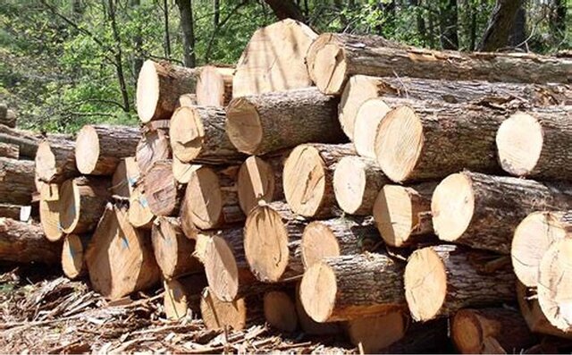 میزان واردات چوب به کشور ناچیز است/ واردات چوب به صرفه تولیدکنندکان داخلی نیست
