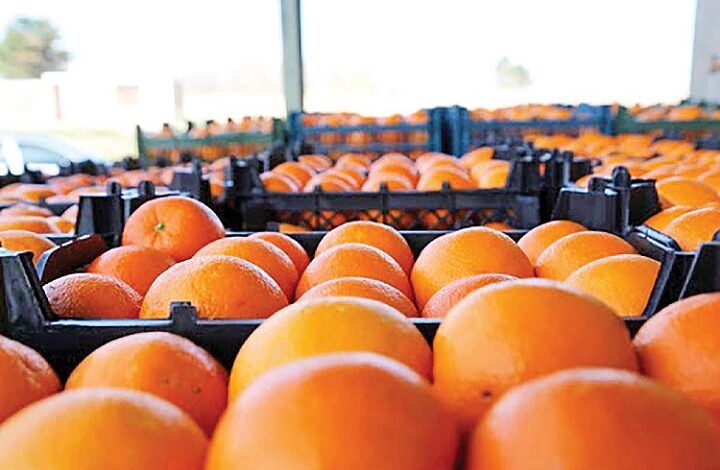 میوه شب عید امسال هیچ قیمت مصوبی ندارد / حجم میوه عرضه شده در بازار بسیار است