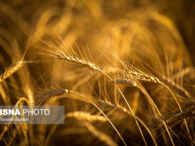 افزایش ۱۵ درصدی خرید تضمینی گندم/ تامین نیاز گندم تمام خبازی‌ها، صنف و صنعت کشور